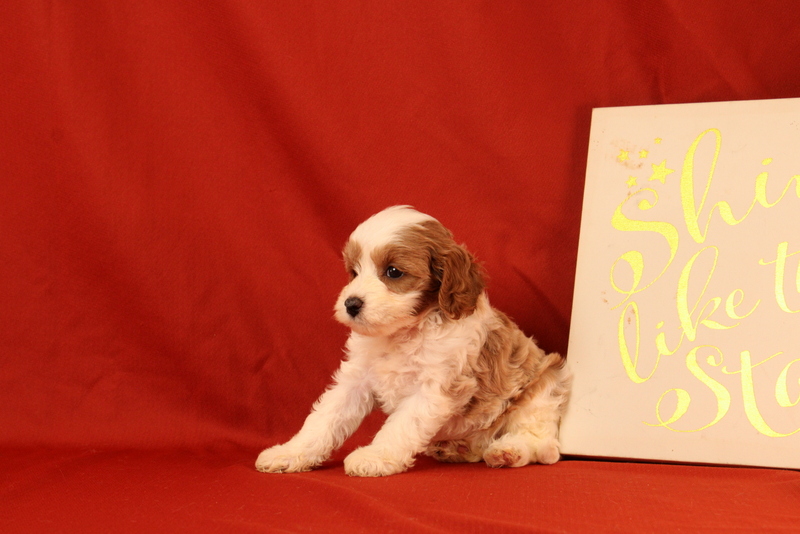 puppy, for, sale, Cavapoo, Matthew B. Stoltzfus, dog, breeder, Gap, PA, dog-breeder, puppy-for-sale, forsale, nearby, find, puppyfind, locator, puppylocator, aca